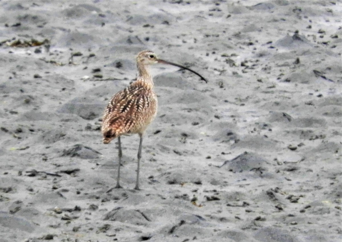 Long-billed Curlew - ML103734581
