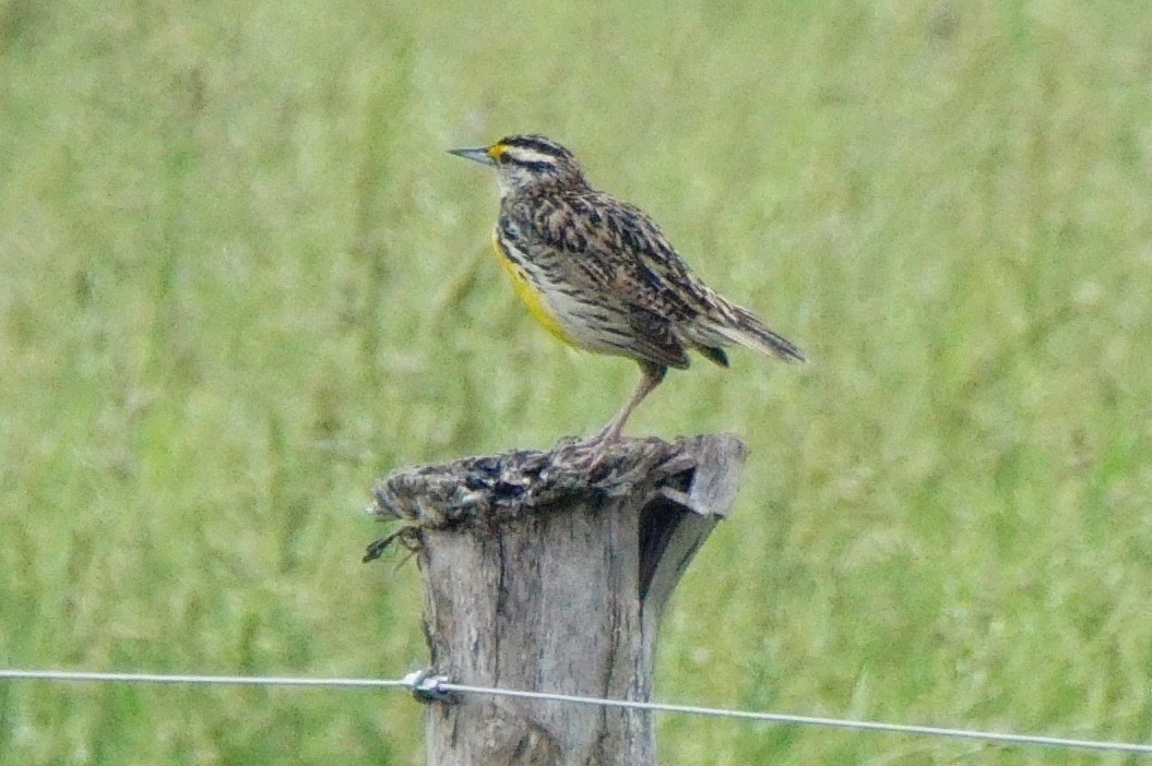 Eastern Meadowlark - Dennis Mersky