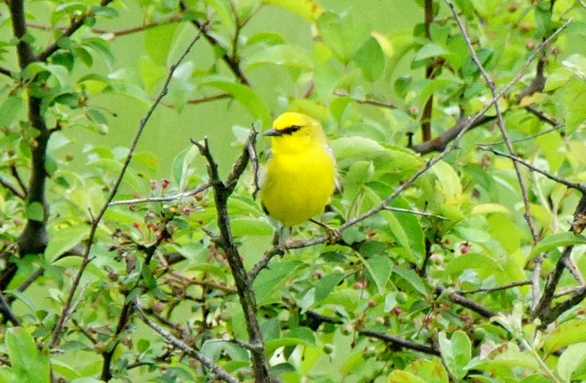 Blue-winged Warbler - ML103736531