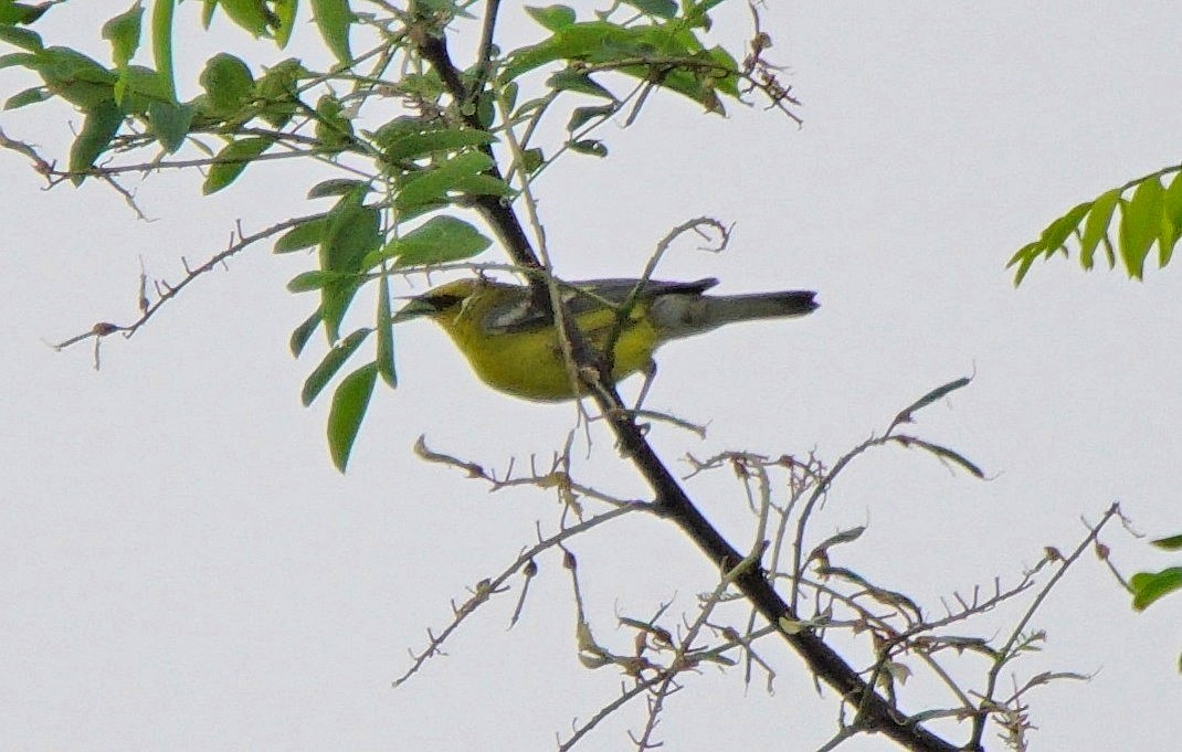 Blauflügel-Waldsänger - ML103736581