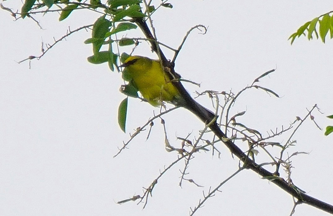 Blue-winged Warbler - ML103736661