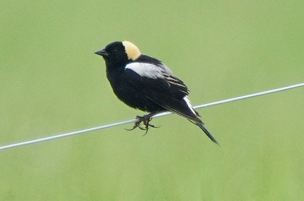 bobolink americký - ML103736731