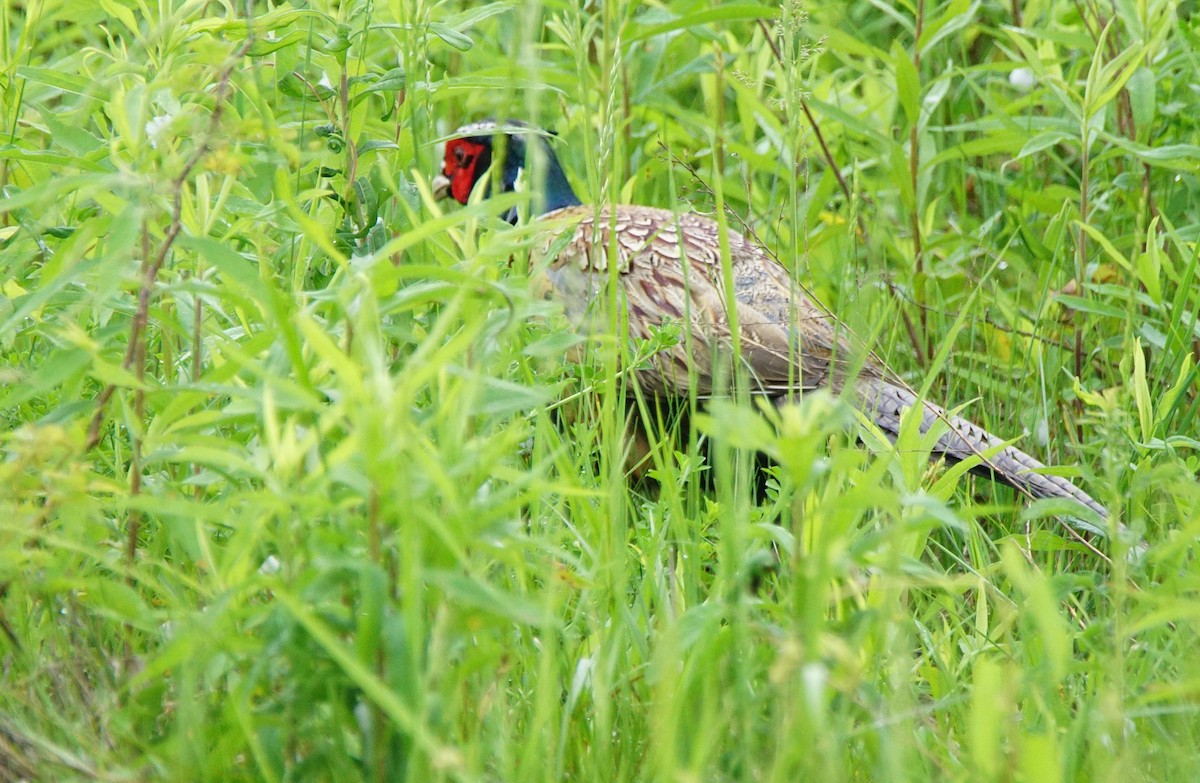 Ring-necked Pheasant - Dennis Mersky