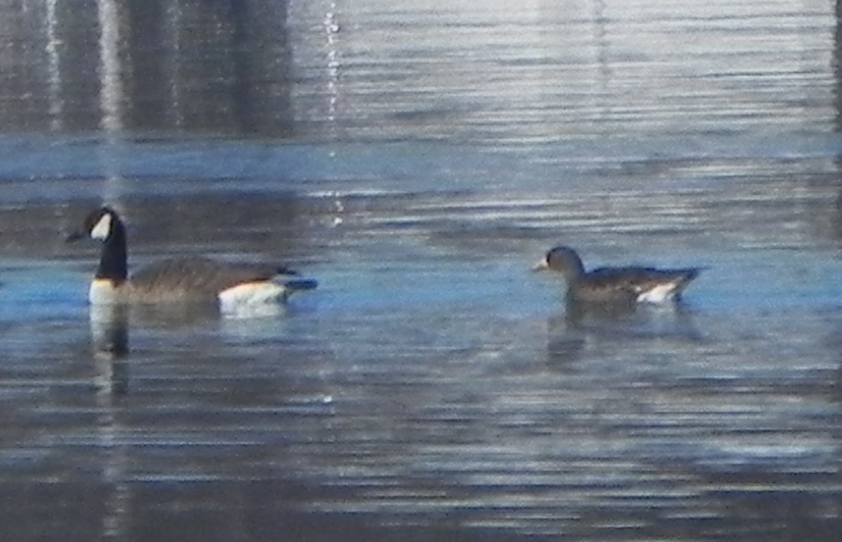 Greater White-fronted Goose - ML103737291