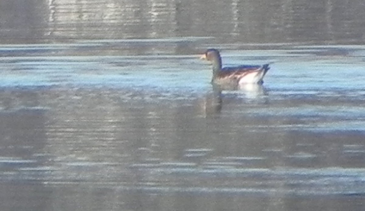 Greater White-fronted Goose - ML103737301