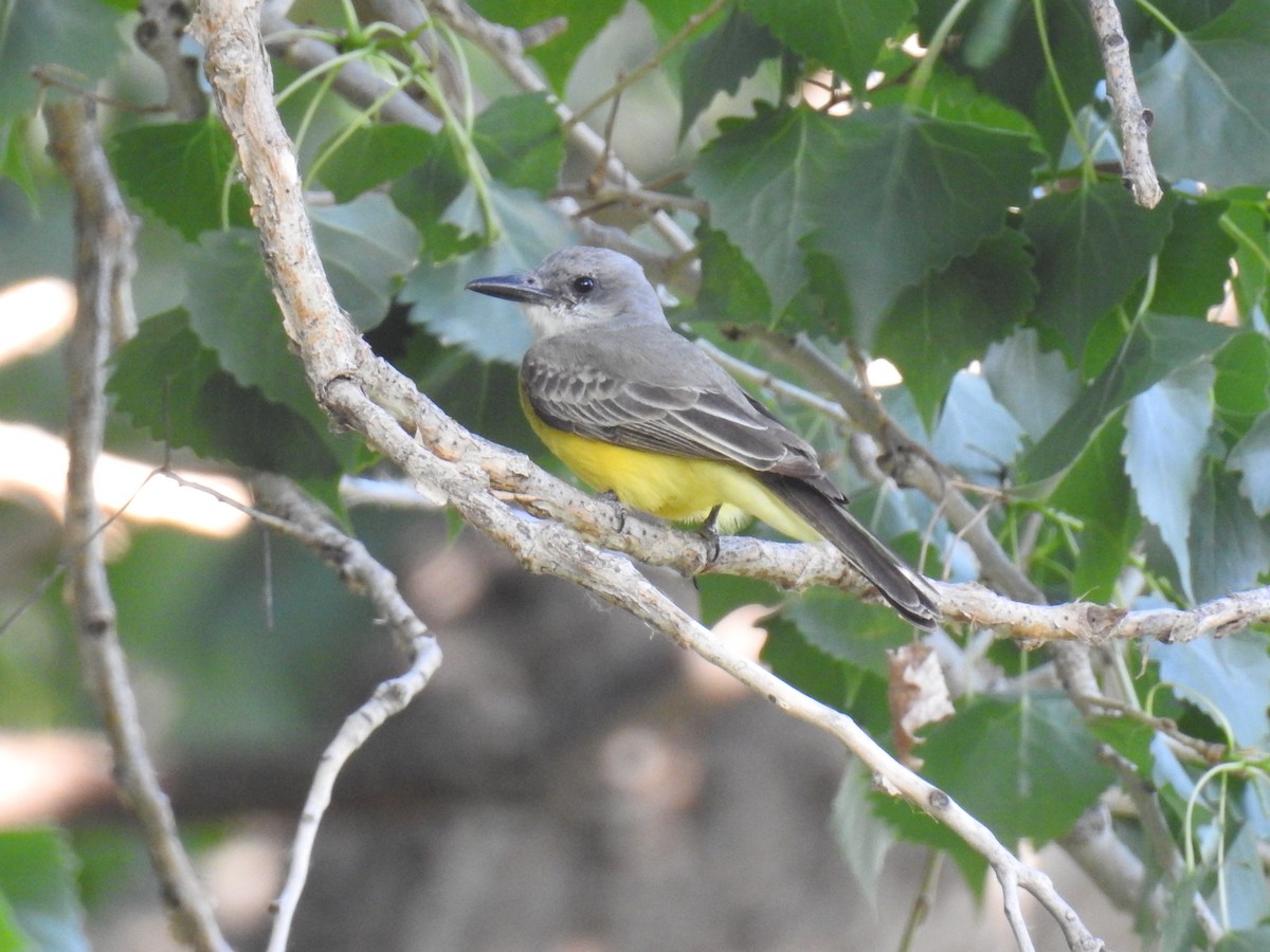 Tropical Kingbird - ML103738231