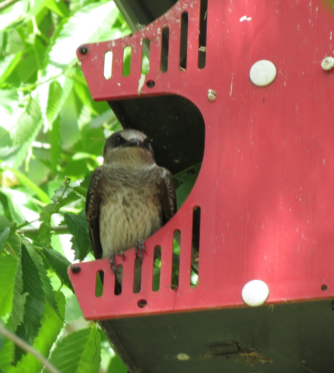 Purple Martin - ML103738741