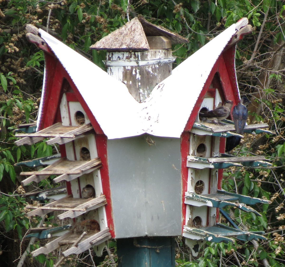 Purple Martin - ML103738751