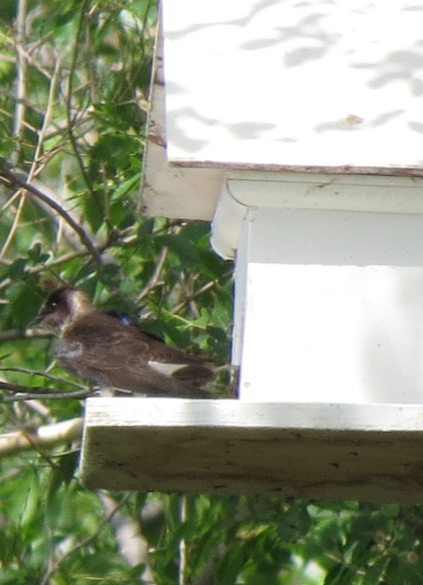 Purple Martin - ML103738791