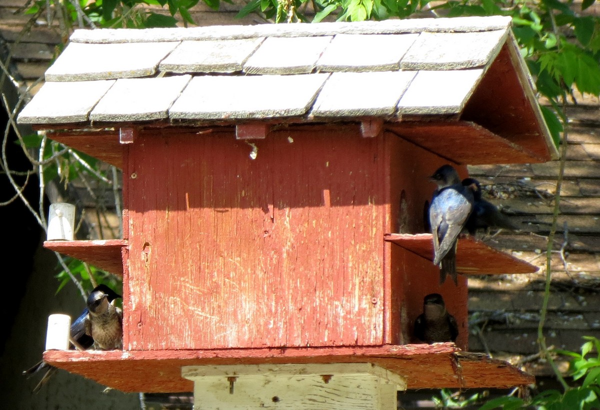 Purple Martin - ML103738811