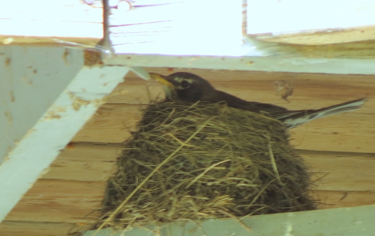 American Robin - ML103739031