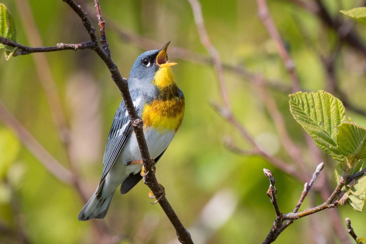 Northern Parula - Stephen Knox
