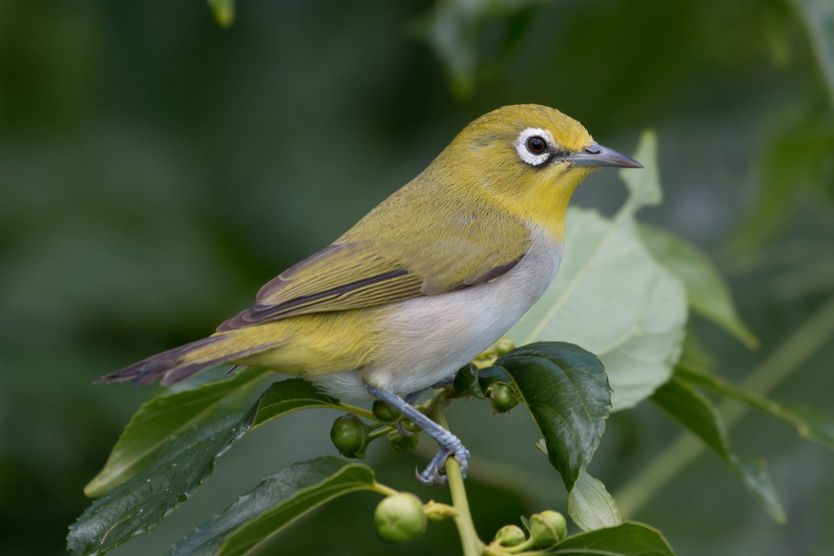 Ashy-bellied White-eye - ML103743381