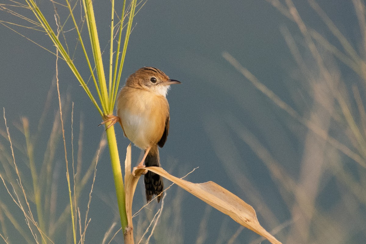 Golden-headed Cisticola - ML103743651