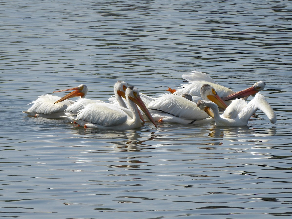 pelikán severoamerický - ML103744091