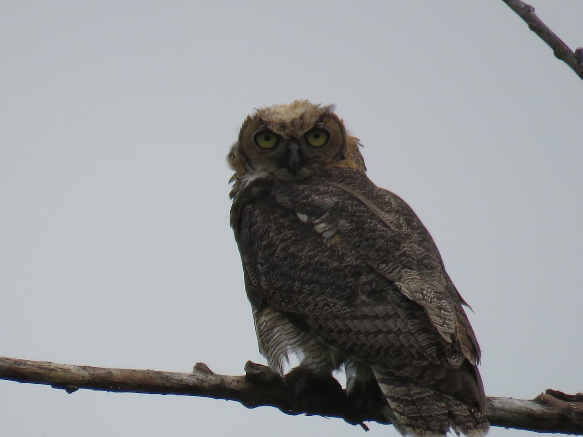 Great Horned Owl - ML103744421