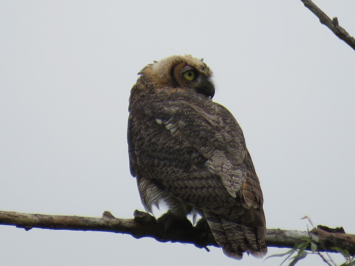Great Horned Owl - ML103744431