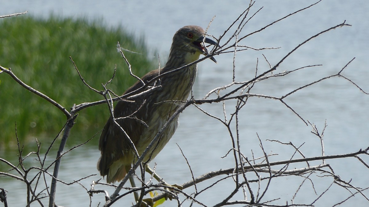 Black-crowned Night Heron - ML103744491