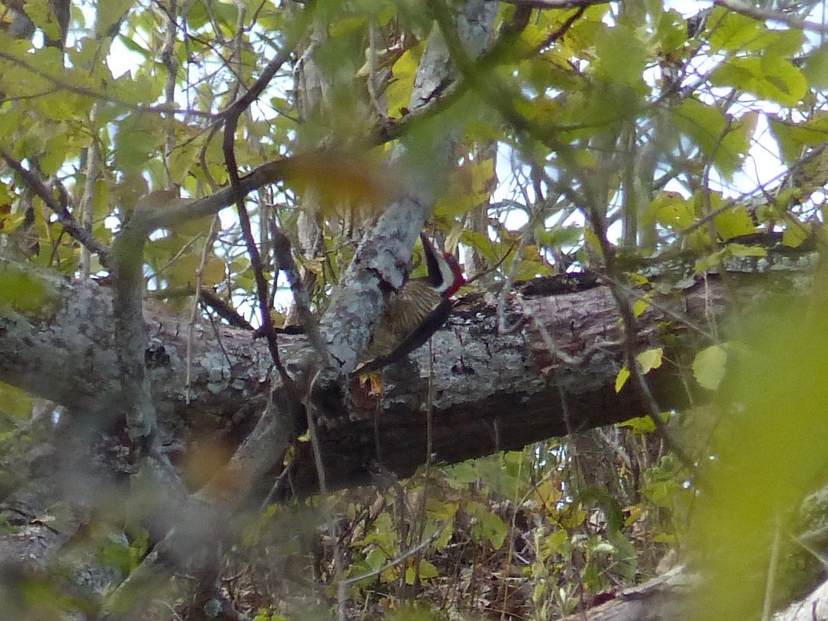 Guayaquil Woodpecker - ML103747131