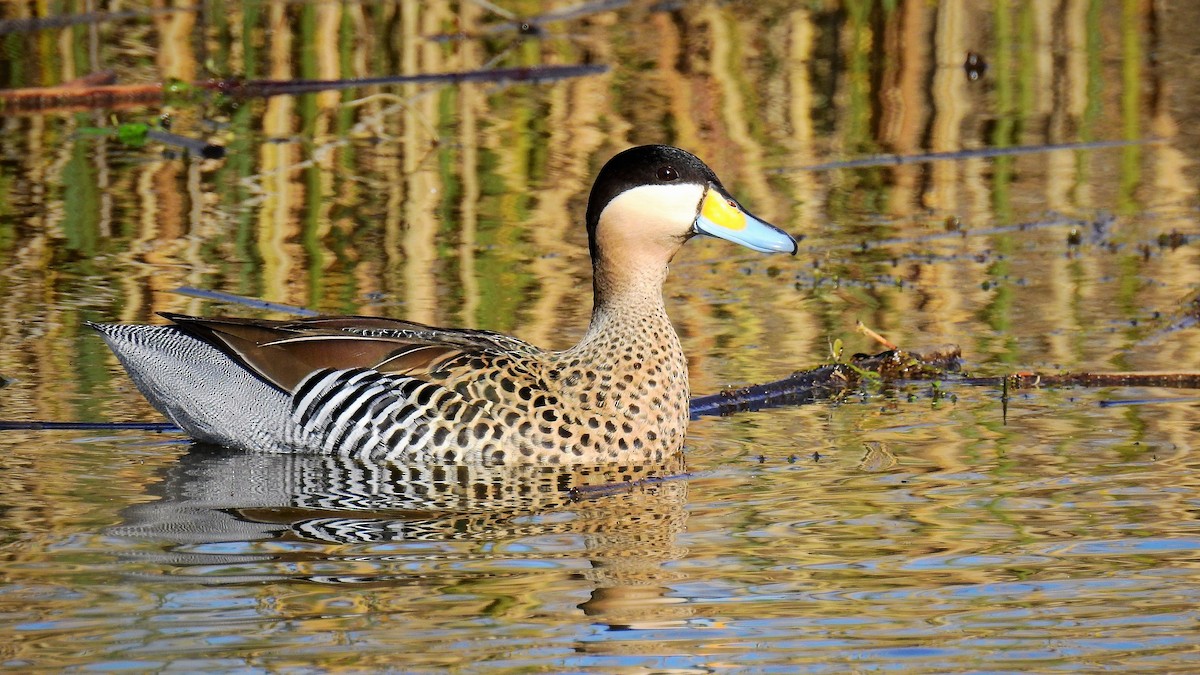 Silver Teal - Pablo Alejandro Pla