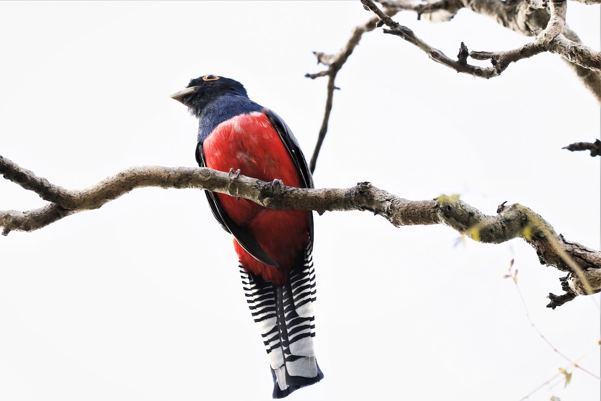 Blue-crowned Trogon - Alexander Galvão