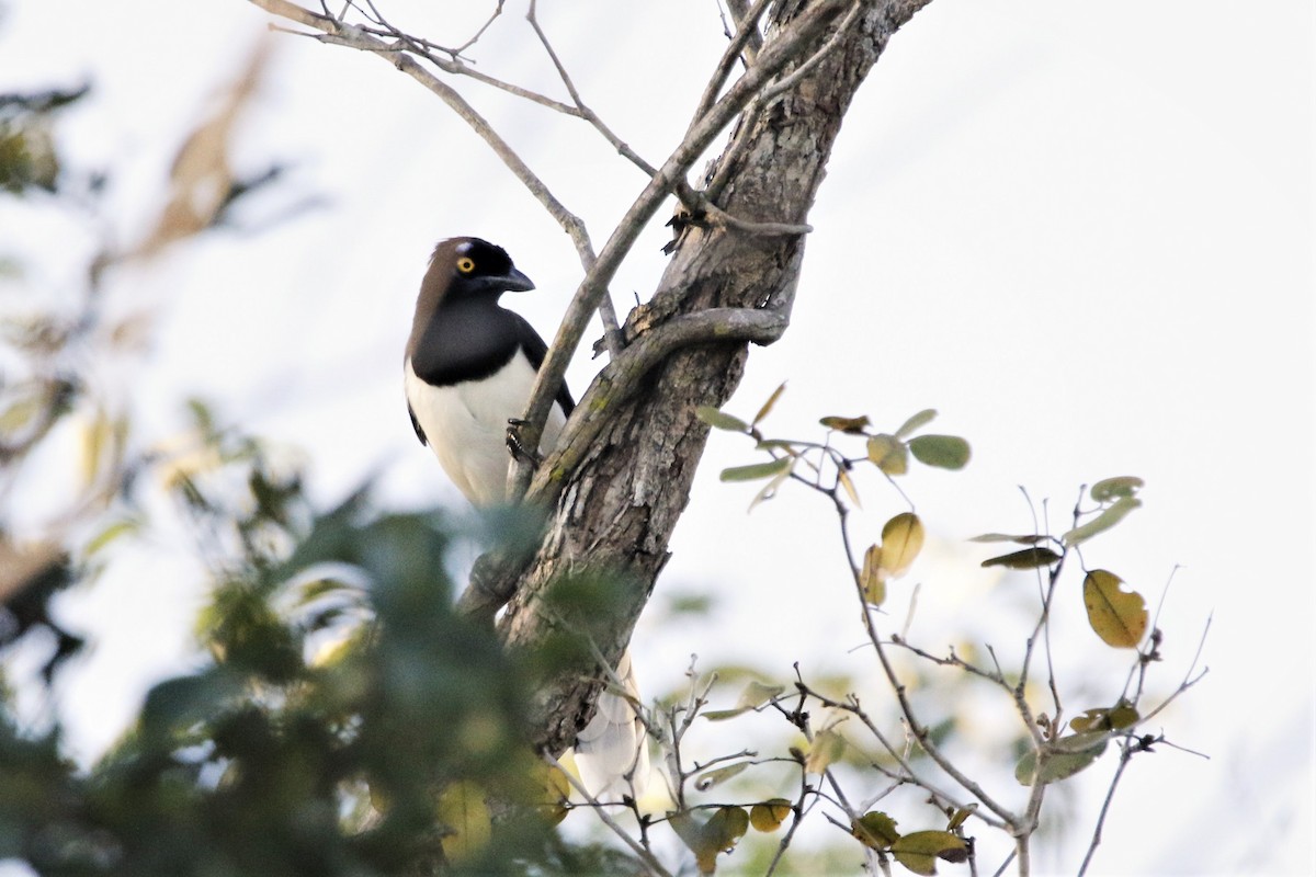 White-naped Jay - Alexander Galvão