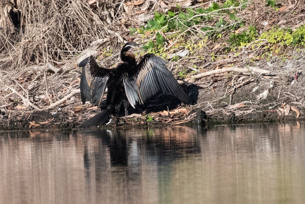 Austral-Schlangenhalsvogel - ML103749711