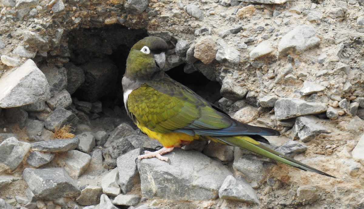 Burrowing Parakeet - Fernando Angulo - CORBIDI