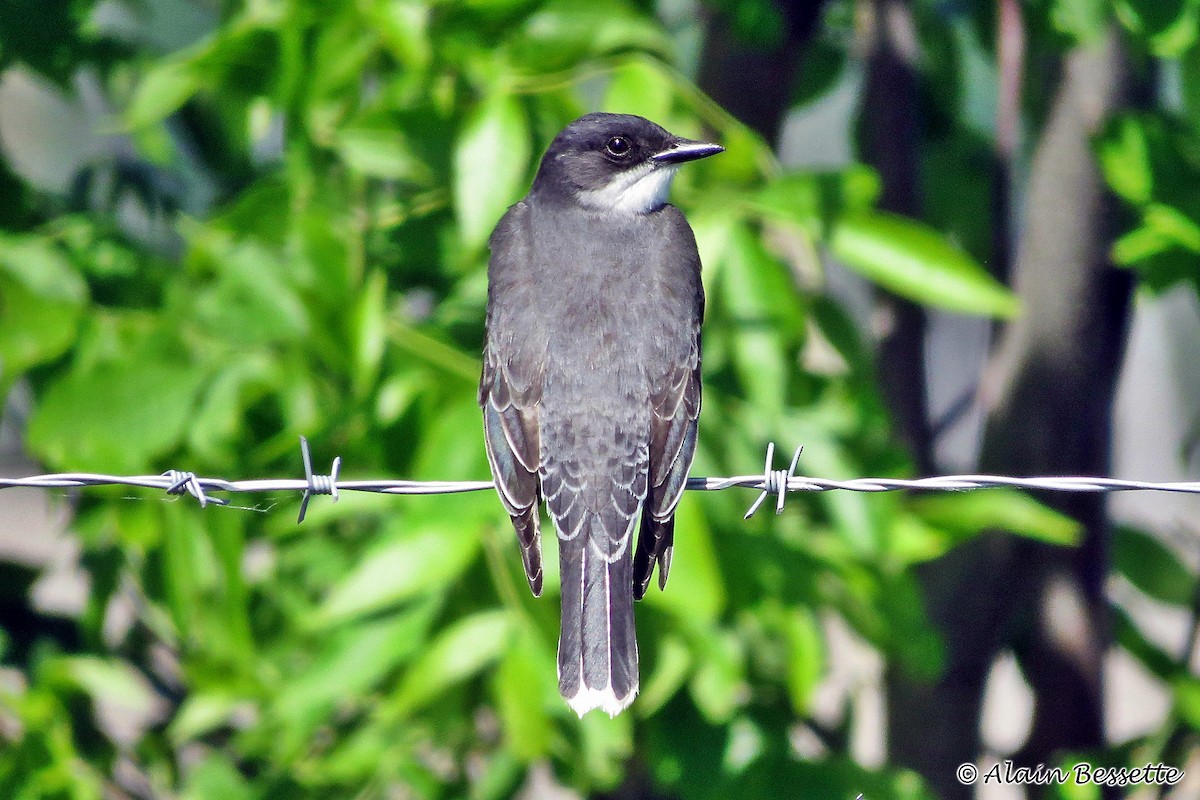 Eastern Kingbird - Anonymous