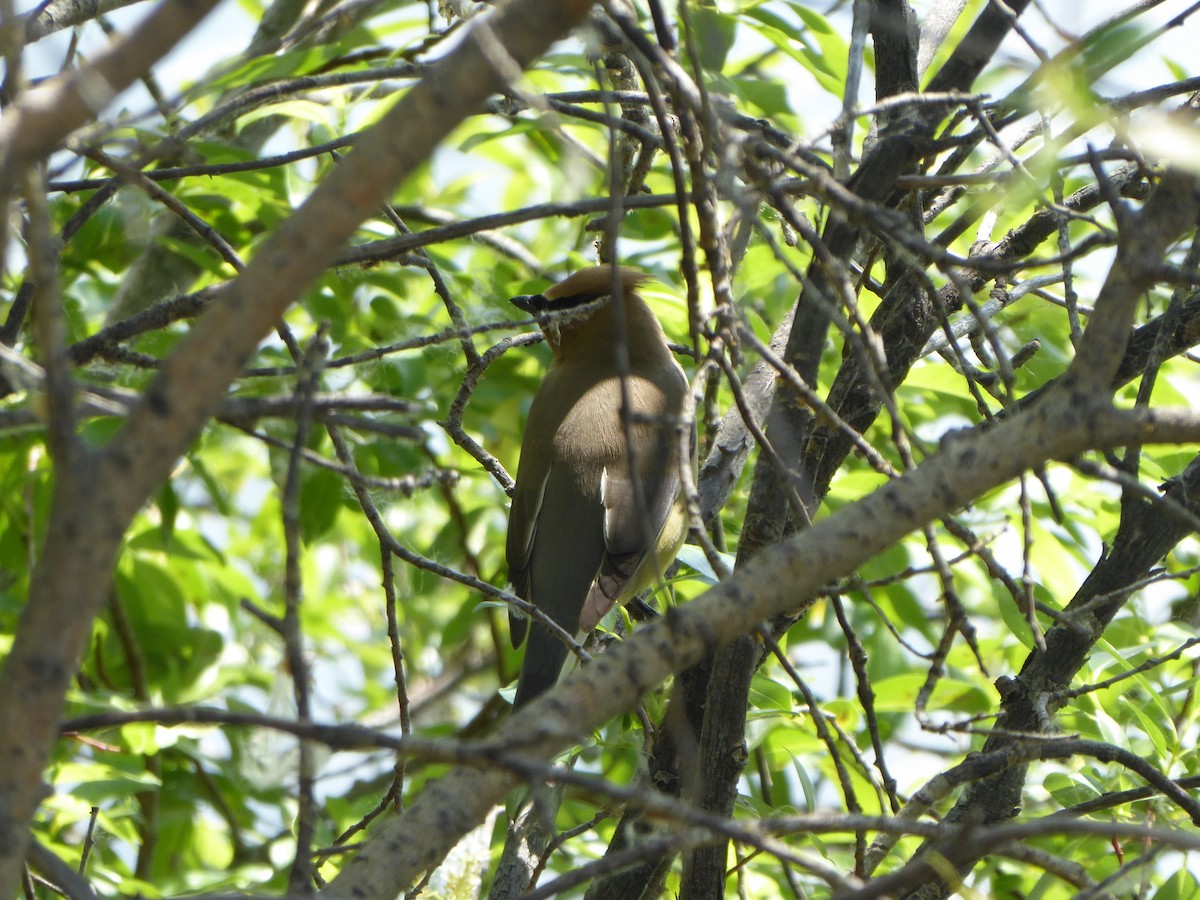 Cedar Waxwing - ML103751651