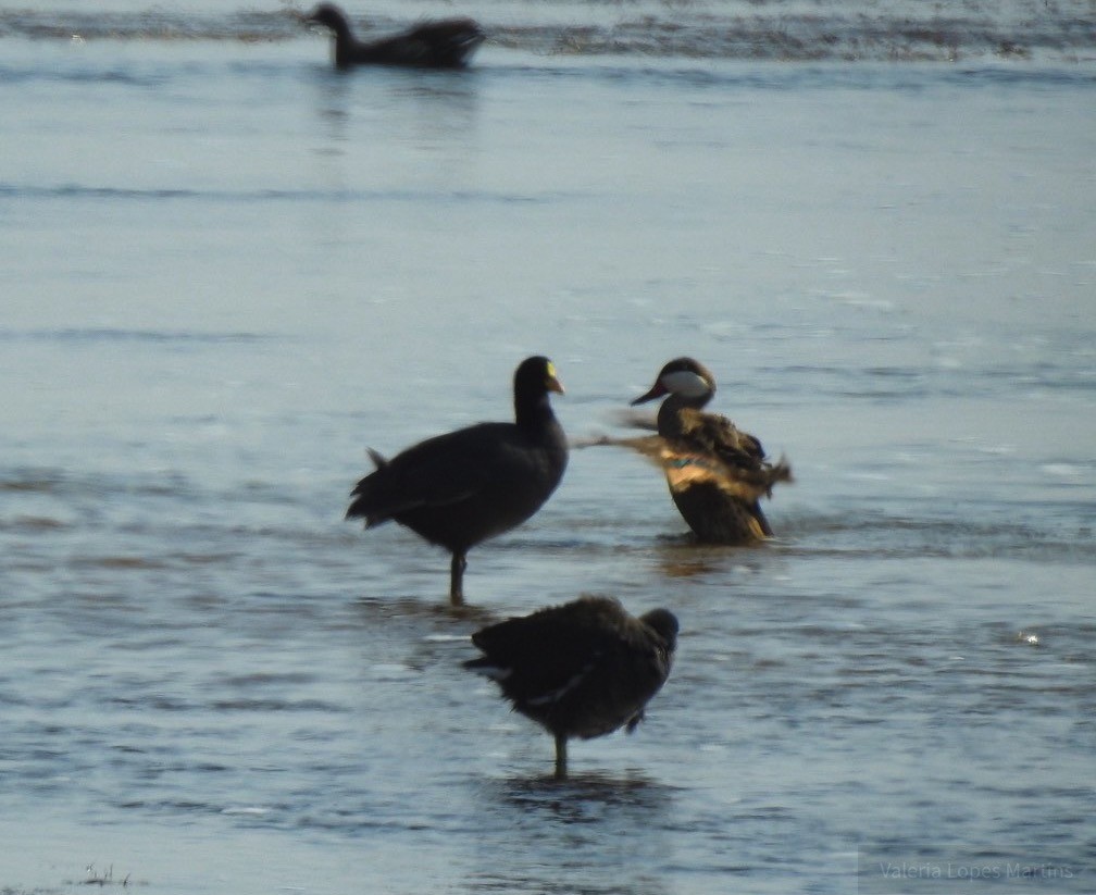 White-winged Coot - ML103751891