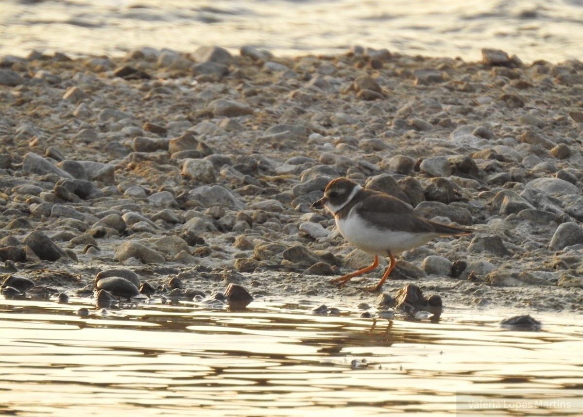 Semipalmated Plover - ML103751991