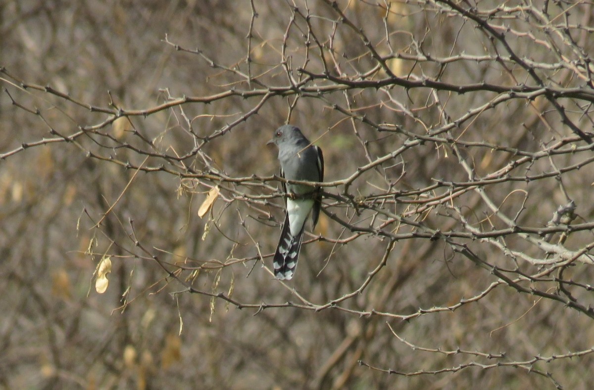 Gray-bellied Cuckoo - ML103753131