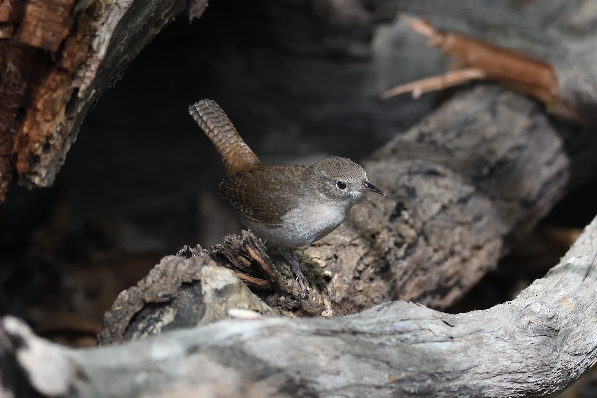 House Wren - ML103756201