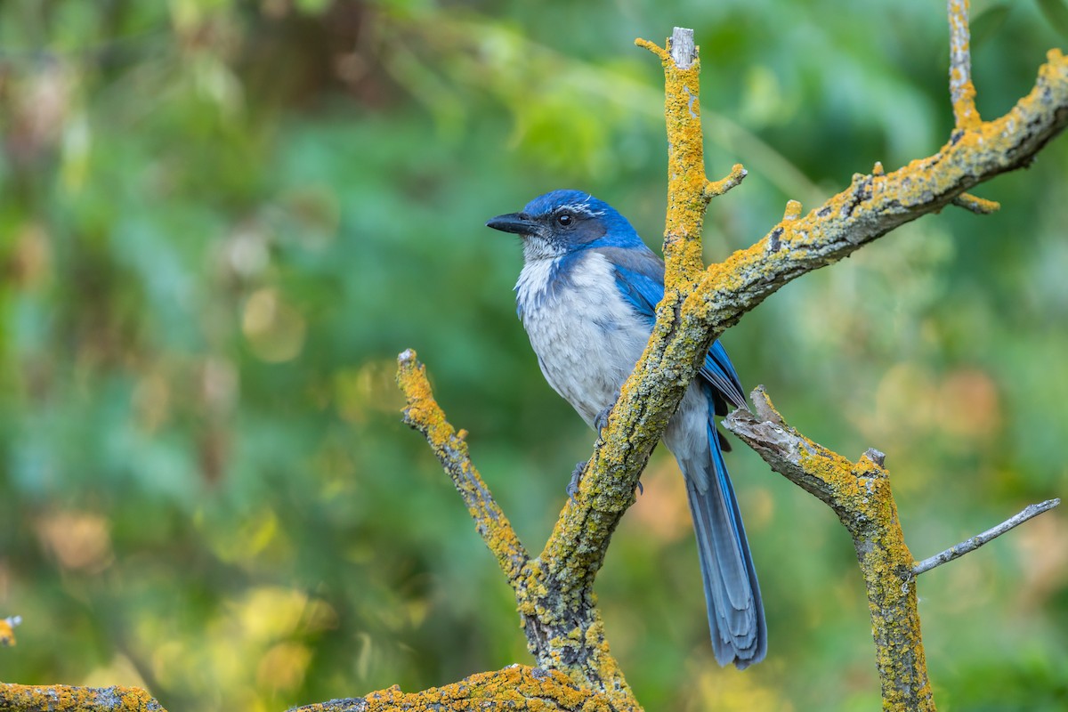 California Scrub-Jay - ML103756871