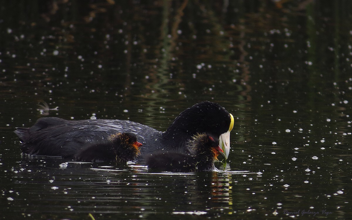 Slate-colored Coot - Daniel Galarza Vega