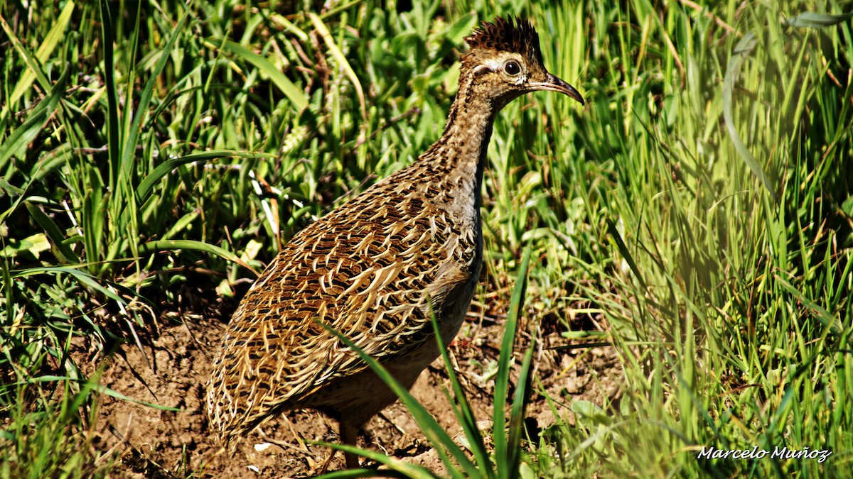 Chilean Tinamou - ML103760051