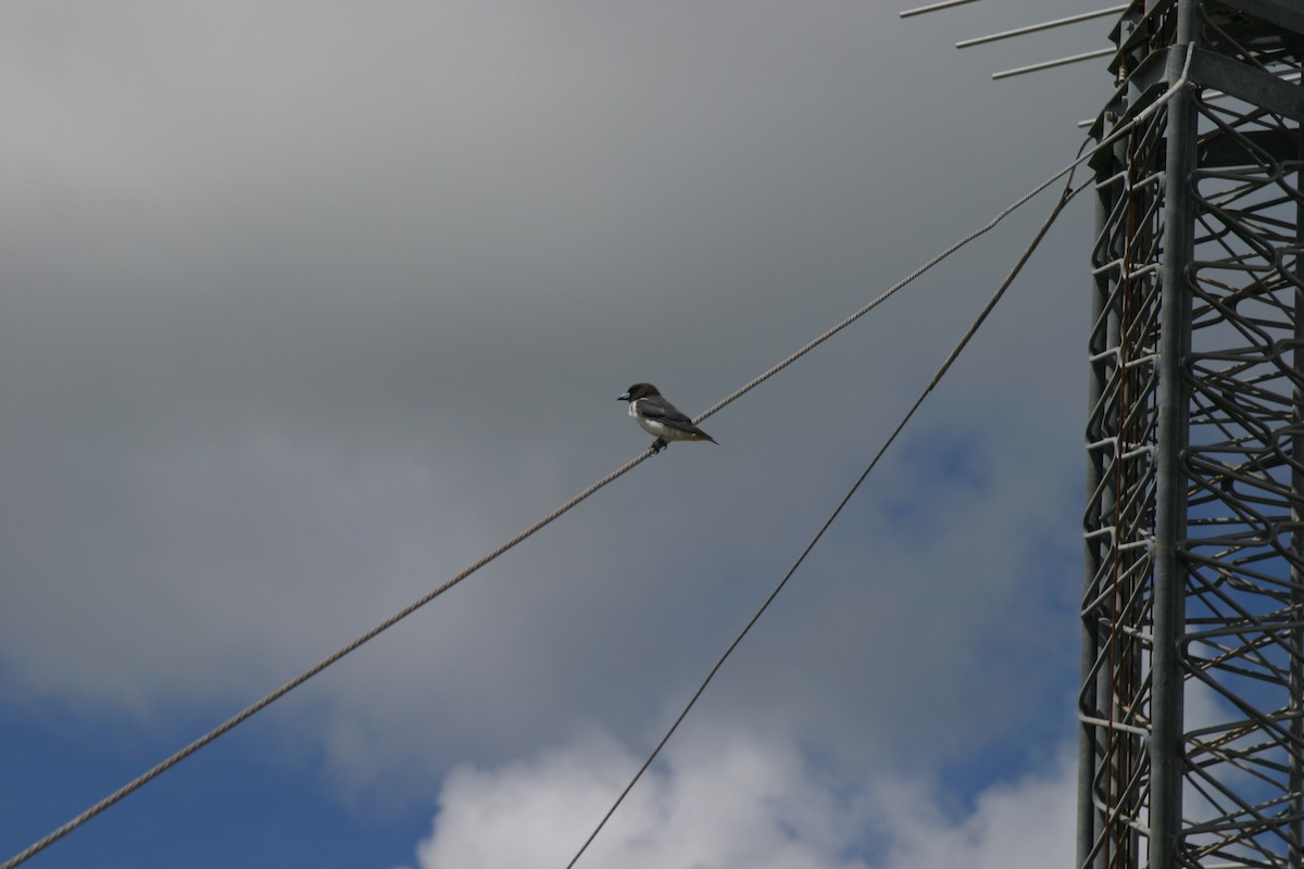 White-breasted Woodswallow - ML103760581