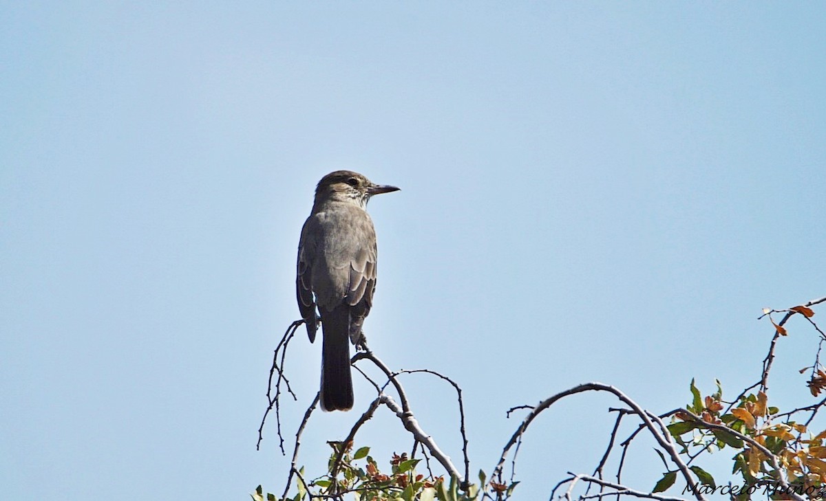 Great Shrike-Tyrant - ML103761741