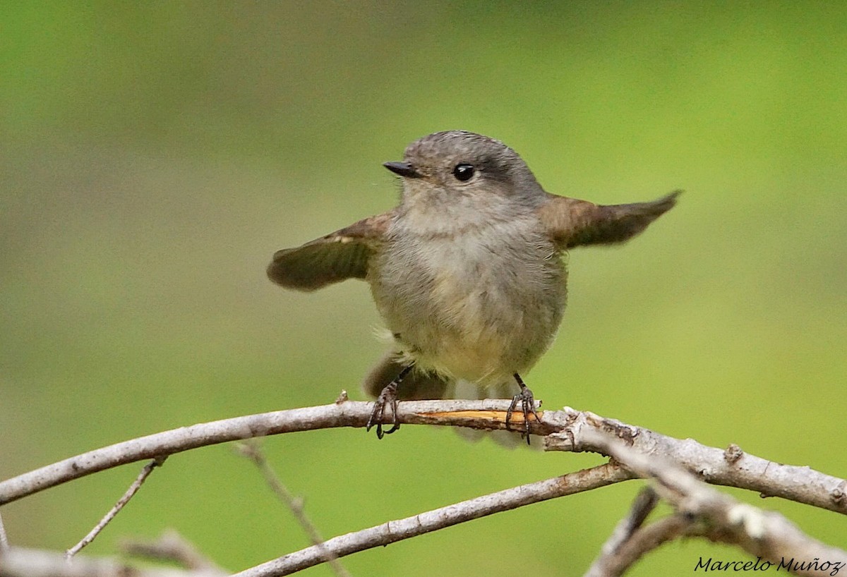 Patagonienschmätzertyrann - ML103761821