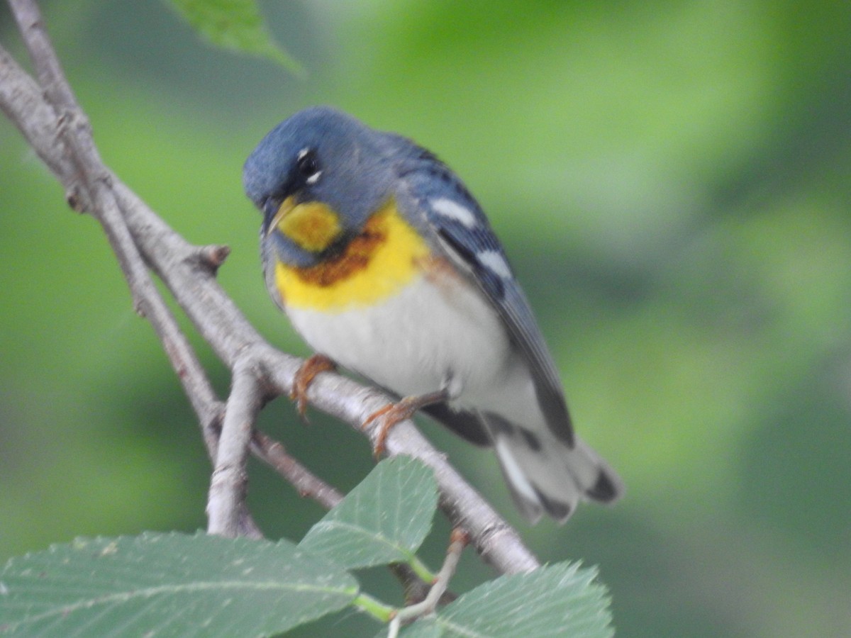 Northern Parula - Tom Ross