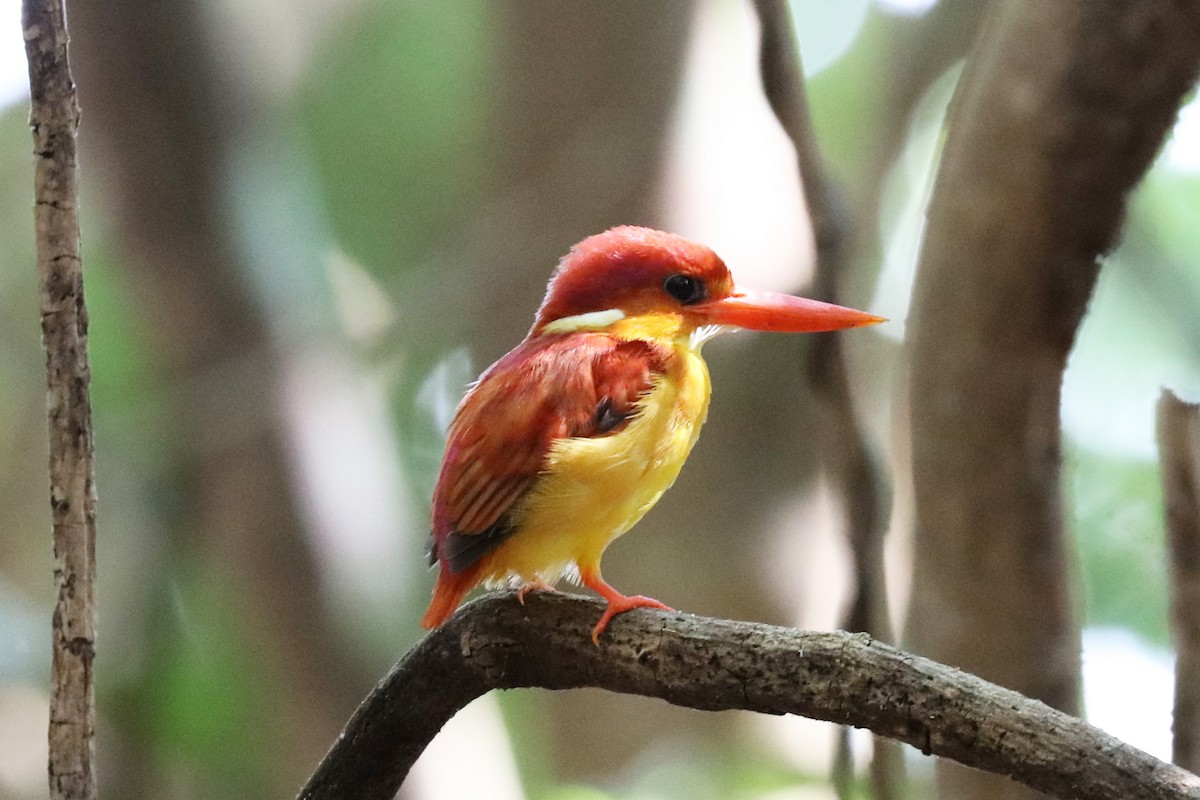 Rufous-backed Dwarf-Kingfisher - John Bruin