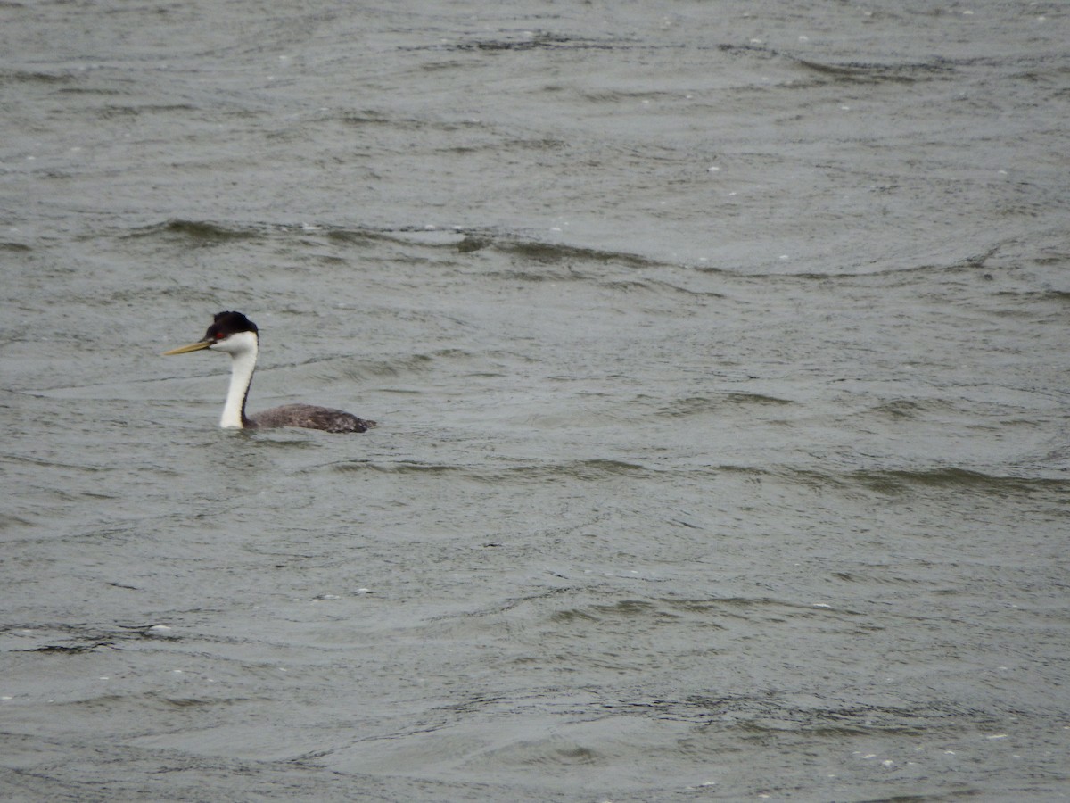 Western Grebe - ML103763081