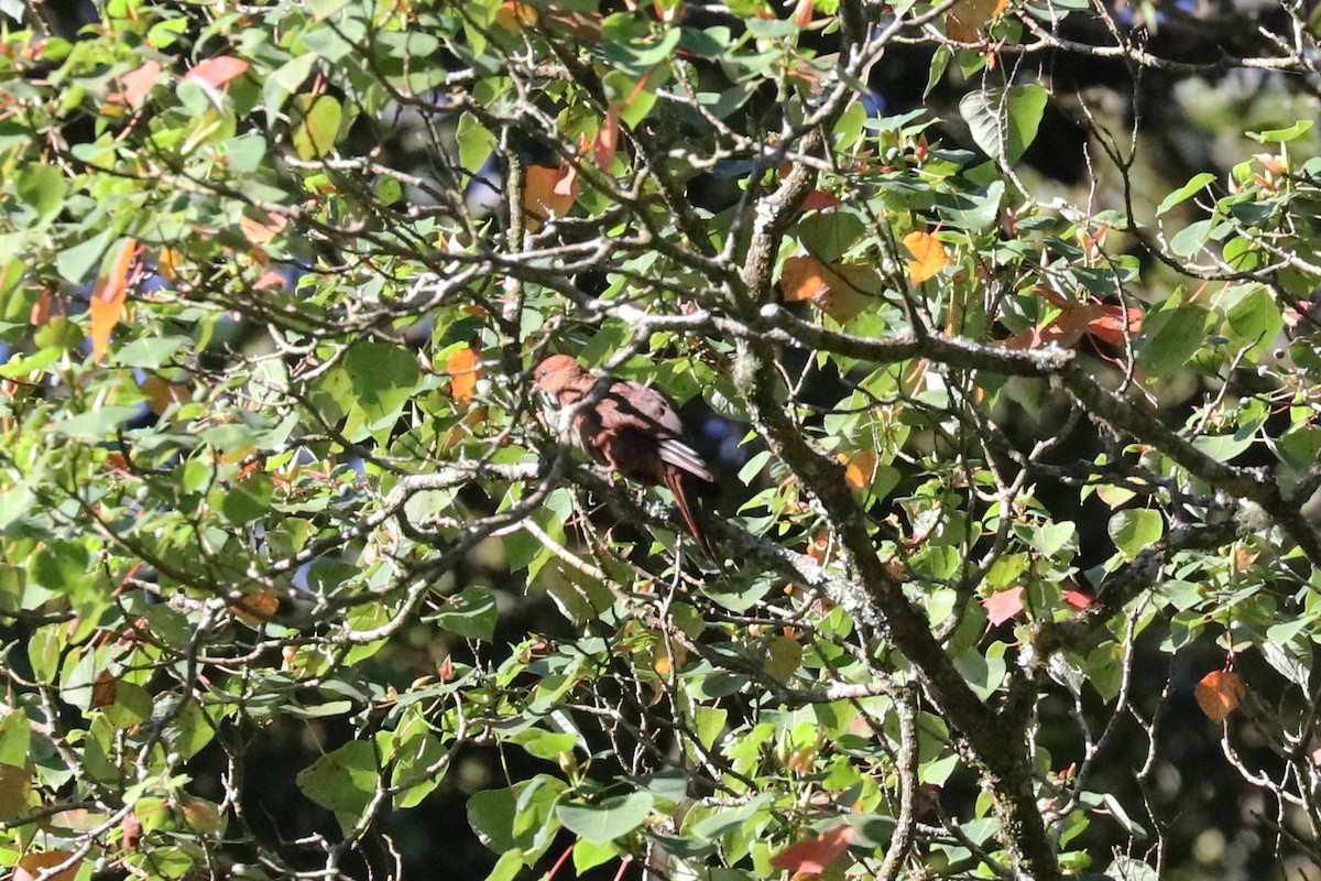 Ruddy Cuckoo-Dove - ML103763921