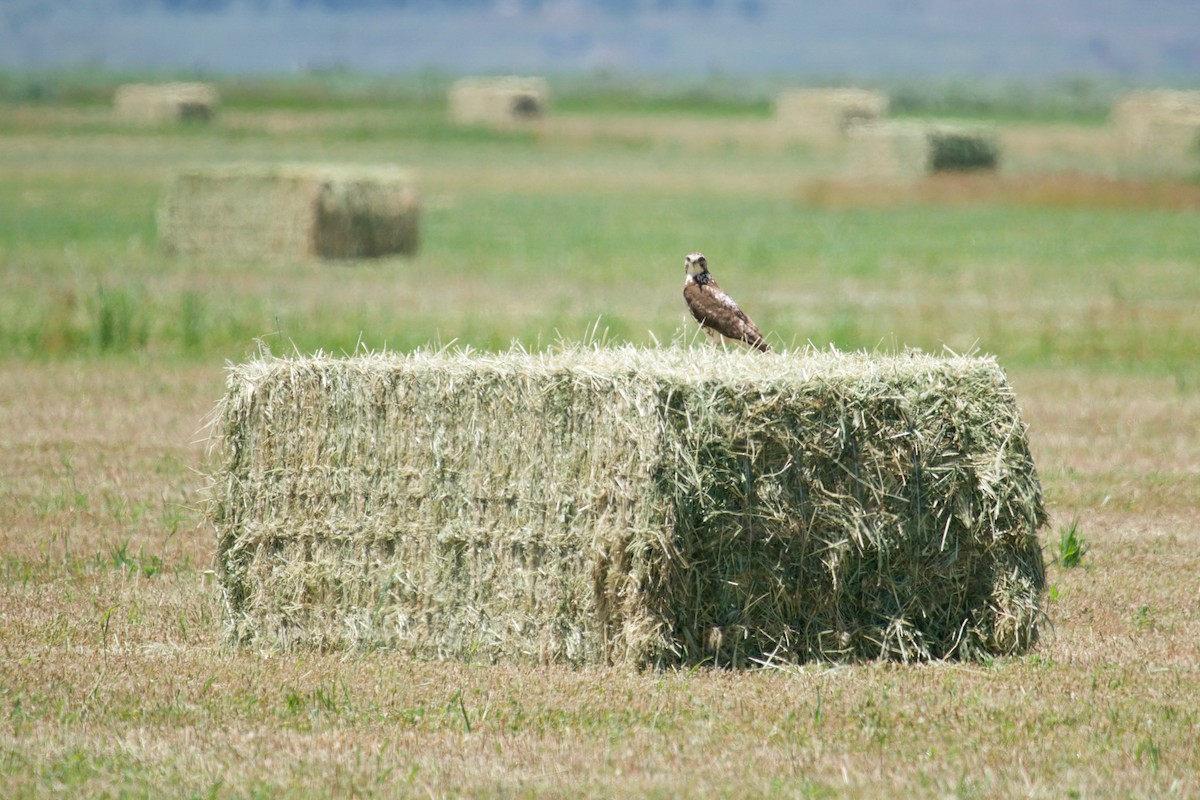 Swainson's Hawk - ML103763941