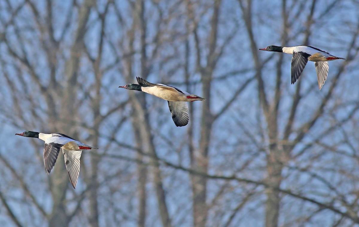 川秋沙(merganser/orientalis) - ML103764561