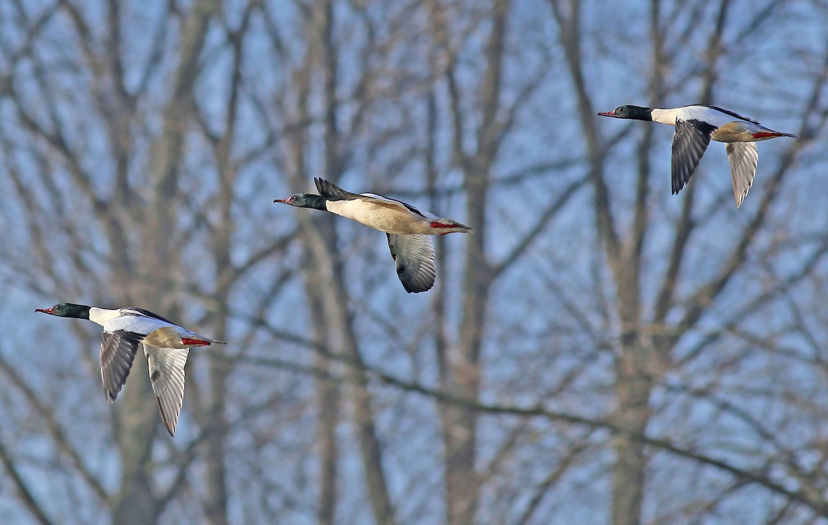 Common Merganser (Eurasian) - ML103764561