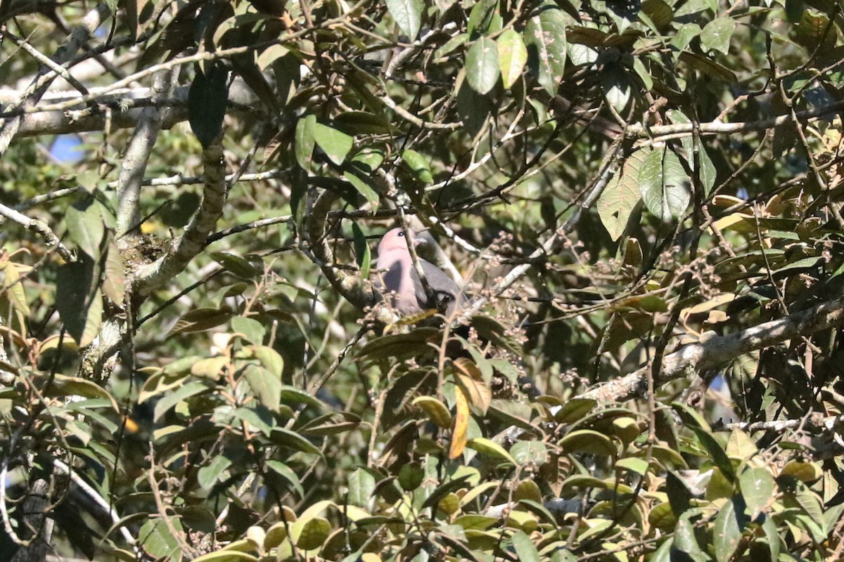 Dark-backed Imperial-Pigeon - ML103764611