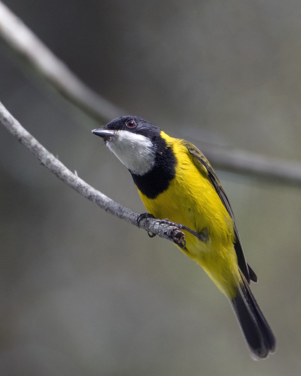 Golden Whistler (Eastern) - Lucas Brook
