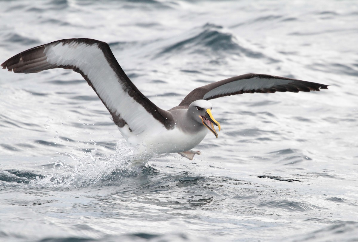 Buller's Albatross - Corey Callaghan